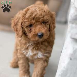 Ollie, Mini Goldendoodle Puppy